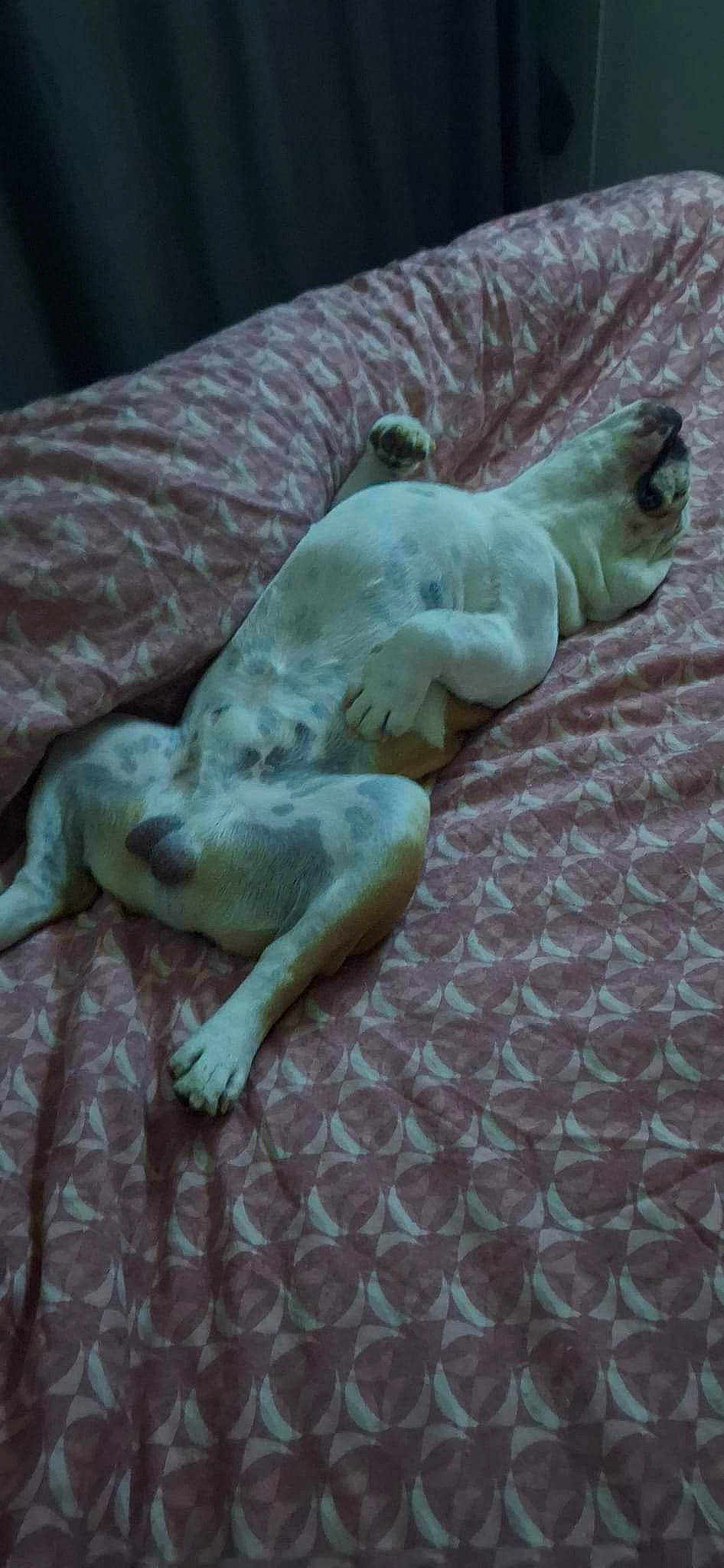 Uber participe au concours pour gagner de l'argent avec cette photo : art, artifact, canidae, carnivore, carving, classical_sculpture, comfort, companion_dog, dog, dog_breed, fawn, felidae, flooring, human_leg, linens, sculpture, sporting_group, statue, tail, wood