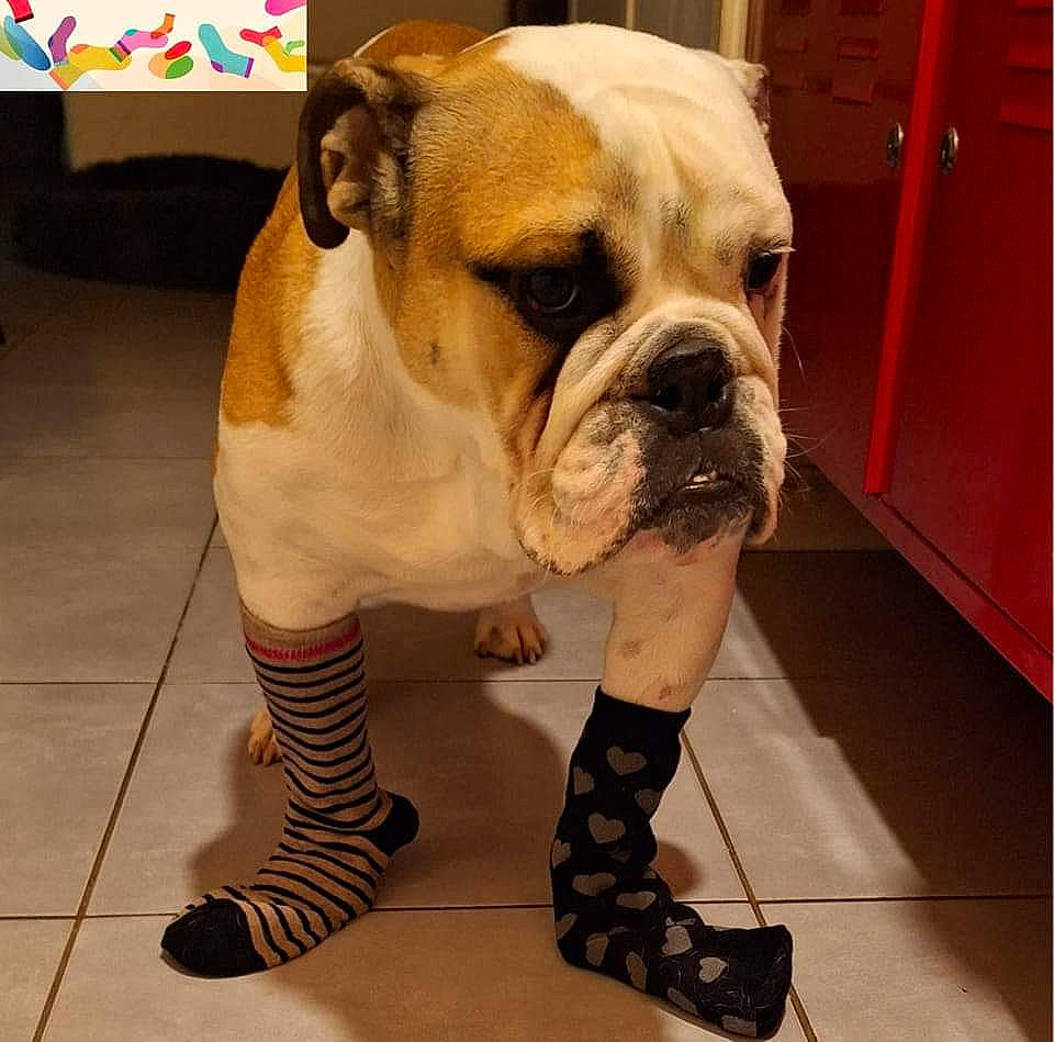 Uber participe au concours pour gagner de l'argent avec cette photo : ancient_dog_breeds, bulldog, canidae, carnivore, comfort, companion_dog, dog, dog_breed, dog_collar, fawn, flooring, fur, molosser, snout, sporting_group, terrestrial_animal, toy_dog, white_english_bulldog, working_animal, wrinkle