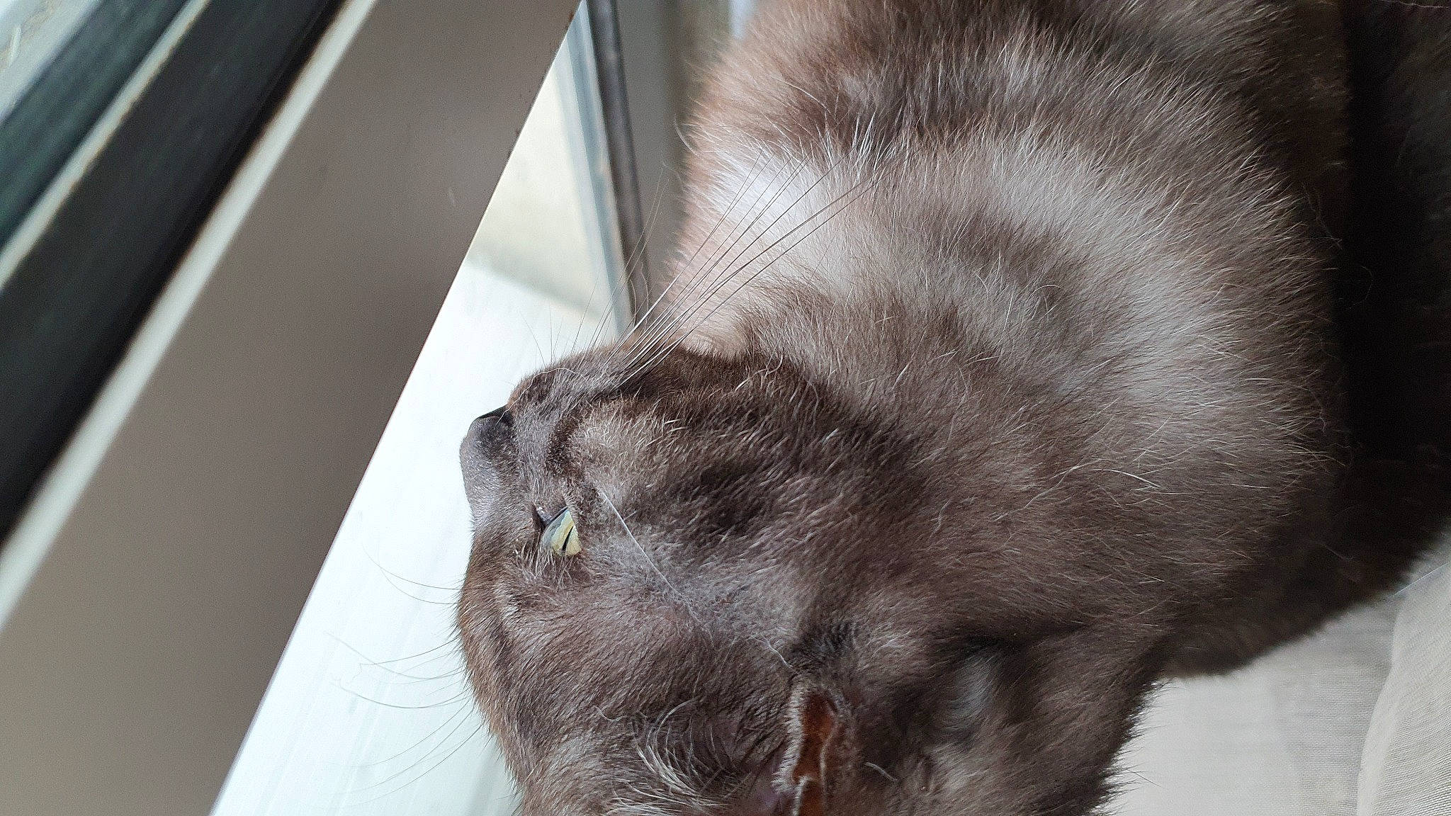 Kura a rejoint le concours — aidez-le/la à gagner de superbes lots ! carnivore, cat, domestic_long_haired_cat, domestic_short_haired_cat, ear, felidae, fur, korat, nebelung, nose, small_to_medium_sized_cats, snout, tail, whiskers