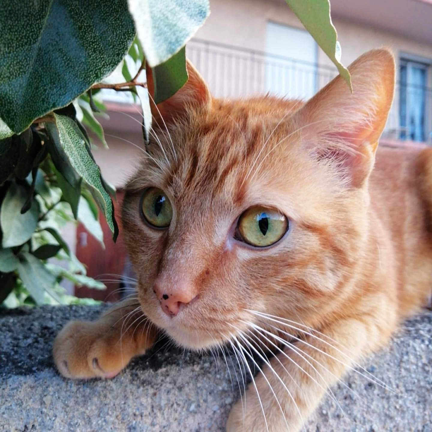 Sheeran participe au concours pour gagner de l'argent avec cette photo : abyssinian, animal, cat, citrusfruit, food, fruit, herbal, herbs, jar, kitten, leaf, manx, orange, pet, plant, planter, pottedplant, pottery, vase, wood
