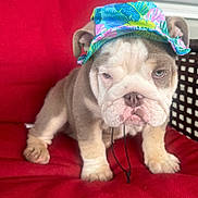 Max is registered to the contest to win money with this photo: animal, bucket_hat, bulldog, closeup, cute, dog, ears, expression, face, fur, hat, indoors, paws, pet, puppy, red_cushion, sitting, snout, tongue_not_visible, whiskers
