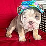 animal, bucket_hat, bulldog, closeup, cute, dog, ears, expression, face, fur, hat, indoors, paws, pet, puppy, red_cushion, sitting, snout, tongue_not_visible, whiskers