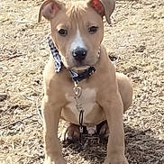 Declan joined the competition — help win amazing prizes! animal, collar, cute, dog, ears, eyes, face, friendly, fur, grass, leash, nature, nose, outdoor, paws, pet, puppy, sitting, tan, young