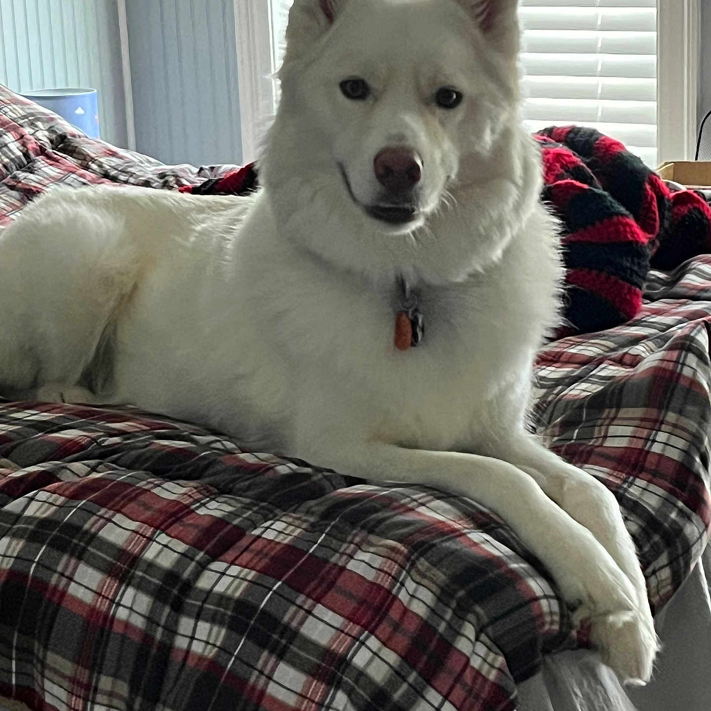 Griffin is registered to the contest to win money with this photo: animal, bed, bedroom, blanket, canine, couch, cushion, dog, eskimodog, furniture, homedecor, husky, indoors, linen, pet, puppy, quilt, room, white, whitedog
