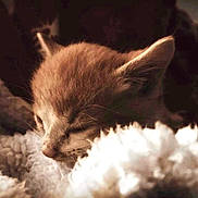 Tigger joined the competition — help win amazing prizes! kitten, sleeping, close_up, fluffy, blanket, cozy, fur, pet, animal, cute, resting, warm_light, soft_texture, indoor, young_cat, whiskers, ears, peaceful, snuggle, mammal