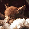 kitten, sleeping, close_up, fluffy, blanket, cozy, fur, pet, animal, cute, resting, warm_light, soft_texture, indoor, young_cat, whiskers, ears, peaceful, snuggle, mammal