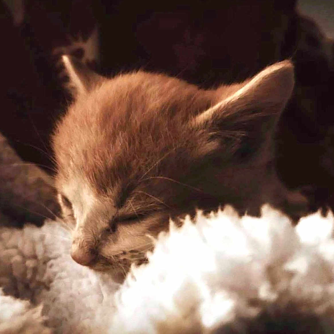 Tigger joined the competition — help win amazing prizes! kitten, sleeping, close_up, fluffy, blanket, cozy, fur, pet, animal, cute, resting, warm_light, soft_texture, indoor, young_cat, whiskers, ears, peaceful, snuggle, mammal