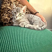 Hades is registered to the contest to win money with this photo: kitten, cat, silver_tabby, pet, hand, blanket, couch, furry_pillow, indoor, resting, animal, cute, domestic_cat, striped, young_cat, cozy, relaxed, paw, whiskers, soft_fur