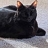 cat, black_cat, pet, animal, indoor, carpet, sunlight, relaxed, sleeping, feline, mammal, whiskers, ears, fur, cozy, domestic, quiet, resting, cute, companion