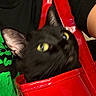 black_cat, cat, yellow_eyes, red_handbag, handbag, person, shirt, black_shirt, green_shirt, pet, indoor, close_up, curious, feline, animal, ear, whiskers, blurred, looking_up, holding
