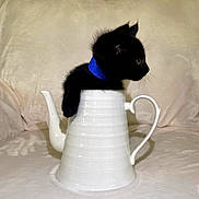 Salem joined the competition — help win amazing prizes! kitten, black_cat, teapot, blue_collar, curious, pet, indoor, cute, small, animal, feline, soft, cozy, couch, white, porcelain, domestic, side_view, resting, playful