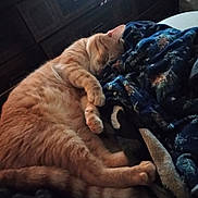 Scuddles is registered to the contest to win money with this photo: animal, blanket, cat, comfort, cozy, cute, domestic_animal, fur, furniture, indoor, orange_cat, paw, pet, relaxation, resting, sleeping, soft, tabby, tail, warm