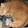 Scuddles is registered to the contest to win money with this photo: animal, blanket, cat, comfort, cozy, curled_up, cute, domestic_cat, feline, fur, indoor, nap, orange_tabby, pet, relaxed, resting, sleeping, soft, tail, whiskers