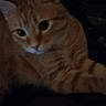Scuddles is registered to the contest to win money with this photo: animal, cat, close_up, cute, dark_background, ears, eyes, face, feline, fur, indoor, lying_down, mammal, orange_tabby, pet, resting, soft, tabby_stripes, whiskers, young_cat