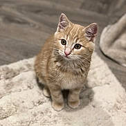 Pumpkin joined the competition — help win amazing prizes! animal, cat, curious, cute, domestic, ears, eyes, feline, floor, fluffy, fur, indoor, kitten, orange_tabby, pet, rug, sitting, small, whiskers, young