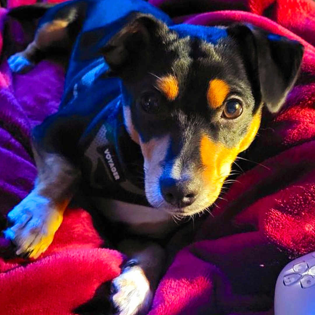 Ottis is registered to the contest to win money with this photo: animal, ball, beagle, bed, blanket, canine, chihuahua, couch, dog, furniture, homedecor, hound, laundry, pet, puppy, purple, quilt, sport, tennis, tennisball