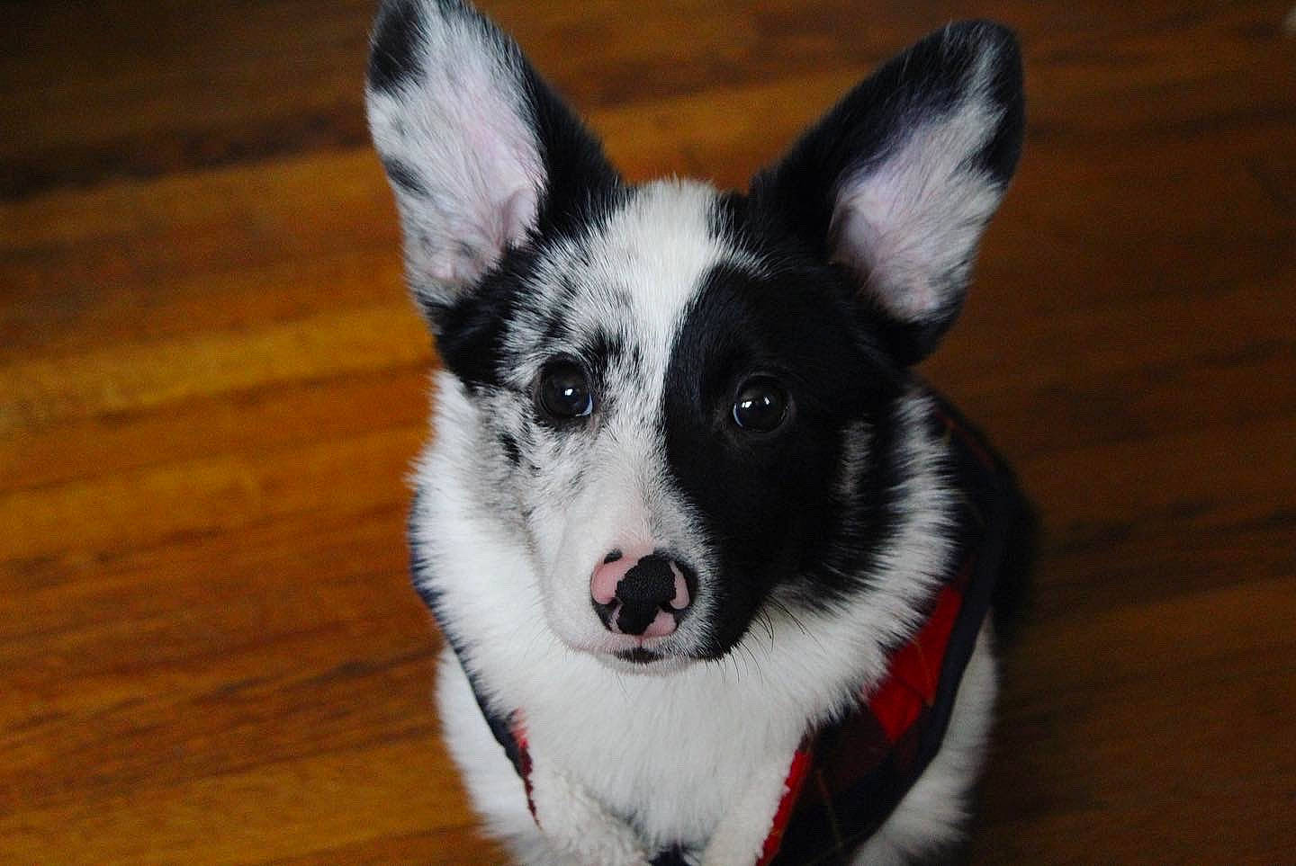 Oakley joined the competition — help win amazing prizes! border_collie, canidae, cardigan_welsh_corgi, carnivore, dog, dog_breed, mammal, puppy, rare_breed_dog, snout, sporting_group, vertebrate, whiskers