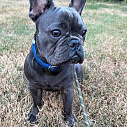 Stitch joined the competition — help win amazing prizes! dog, french_bulldog, pet, animal, collar, leash, grass, outdoor, ears, brown_eyes, canine, muzzle, snout, domestic_animal, grass_field, summer, alert, cute, portrait, sitting