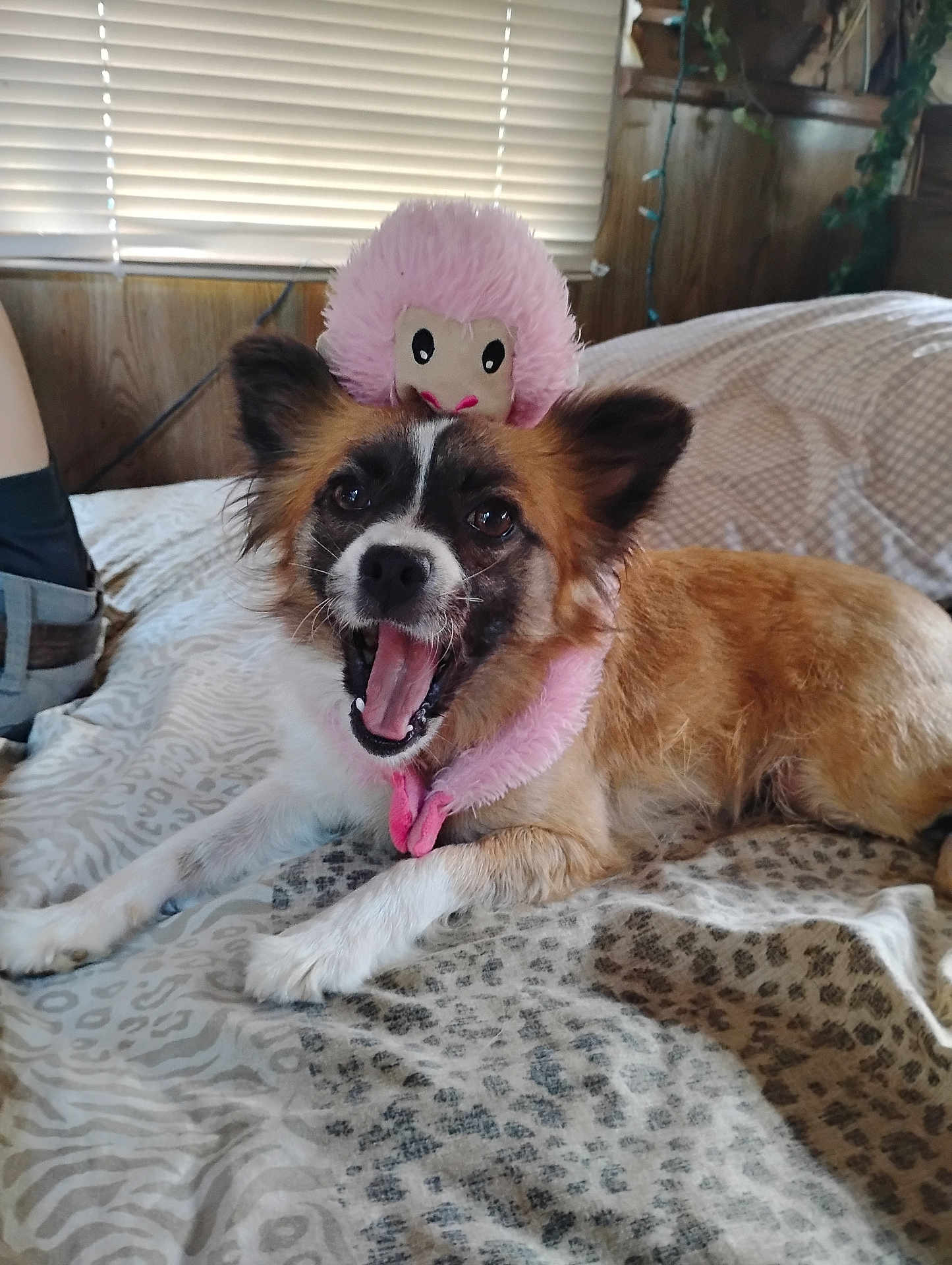 Mia joined the competition — help win amazing prizes! dog, bed, toy, pink, animal, pet, fur, ears, mouth_open, tongue, lying_down, bedspread, pattern, indoor, cozy, home, cute, playful, happy, decor