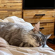 Wolf a rejoint le concours — aidez-le/la à gagner de superbes lots ! cat, sleeping, gray_fur, bed, blanket, cozy, indoor, furniture, wooden_dresser, resting, pet, close_up, animal, mammal, home, relaxed, cute, soft, domestic_cat, sleep