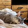 cat, sleeping, gray_fur, bed, blanket, cozy, indoor, furniture, wooden_dresser, resting, pet, close_up, animal, mammal, home, relaxed, cute, soft, domestic_cat, sleep