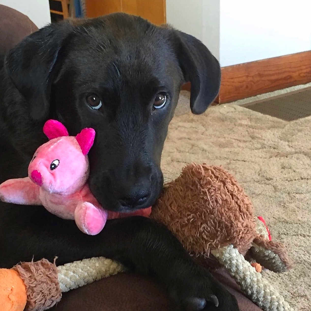 Moose is registered to the contest to win money with this photo: beagador, canidae, carnivore, dog, dog_breed, dog_toy, formosan_mountain_dog, labrador_retriever, puppy, rare_breed_dog, retriever, snout, sporting_group