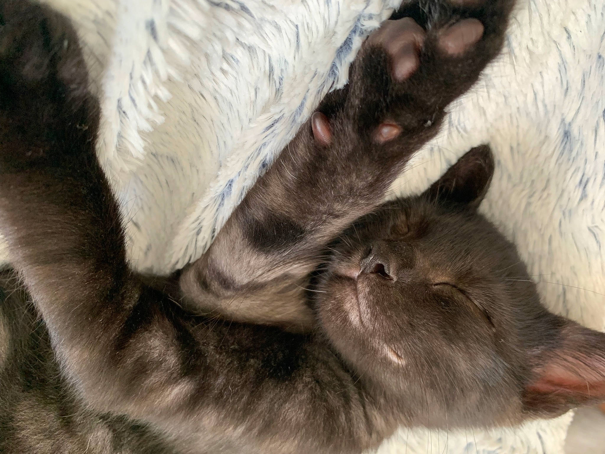 Snickers participe au concours pour gagner de l'argent avec cette photo : carnivore, cat, claw, comfort, dog_breed, ear, felidae, foot, fur, grey, nap, paw, small_to_medium_sized_cats, tail, terrestrial_animal, whiskers