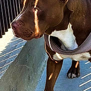 Rona is registered to the contest to win money with this photo: alert, animal, brown, canine, closeup, concrete, dog, fence, harness, leash, outdoor, paw, pet, shadow, side_view, stripes, sunlight, walking, wall, white