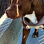 alert, animal, brown, canine, closeup, concrete, dog, fence, harness, leash, outdoor, paw, pet, shadow, side_view, stripes, sunlight, walking, wall, white