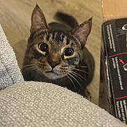 Bennie joined the competition — help win amazing prizes! animal, black, brown, cardboard_box, cat, closeup, couch, curious, domestic, ears, eyes, feline, floor, fur, indoor, peeking, pet, tabby, texture, whiskers