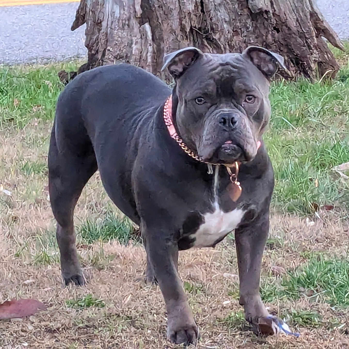 Maggie joined the competition — help win amazing prizes! animal, ball, bostonbull, boxer, bulldog, canine, dog, frenchbulldog, grass, leaf, pet, pitbull, plant, pug, puppy, rock, snout, soil, tree, treetrunk