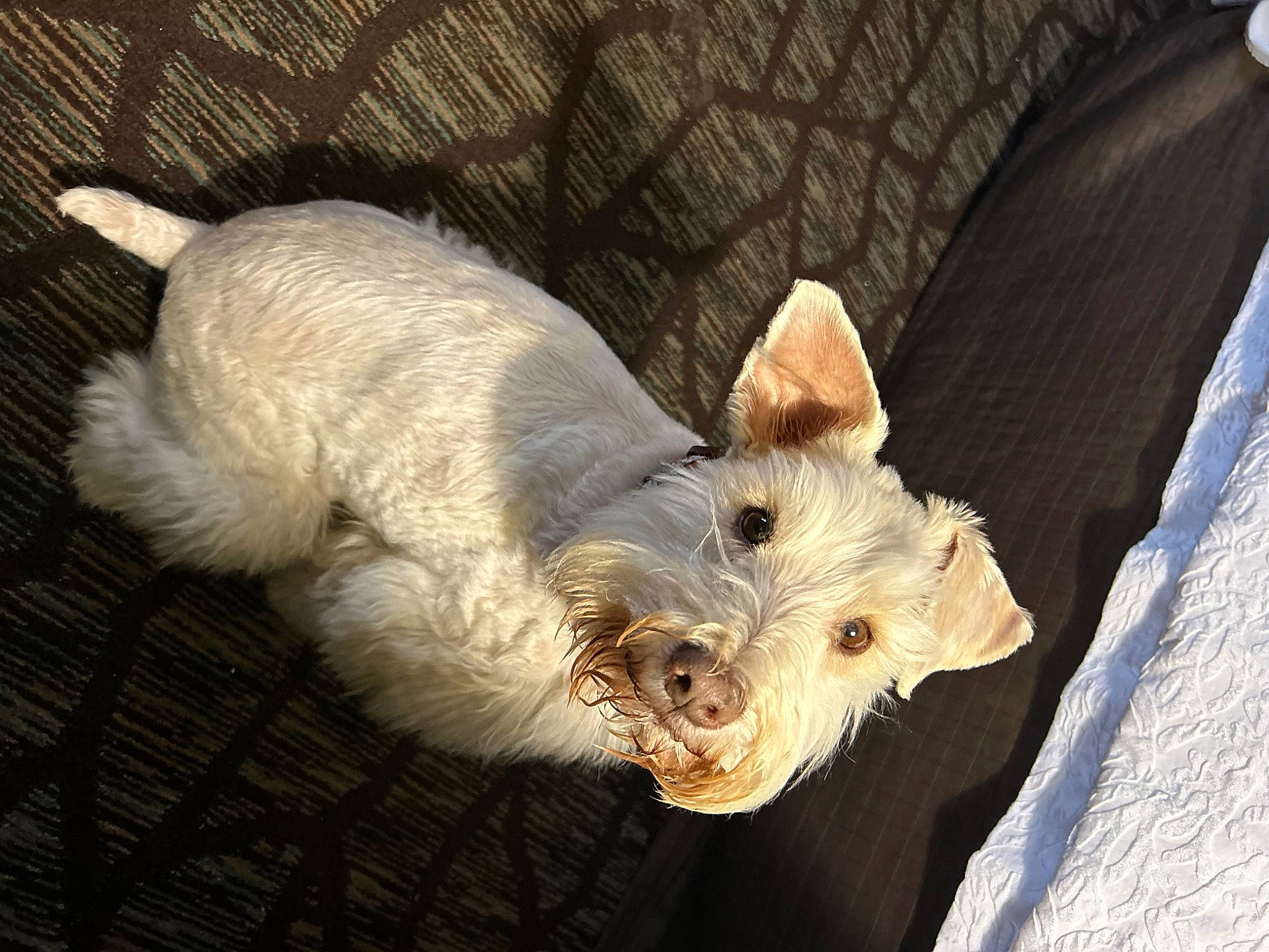 Tanner joined the competition — help win amazing prizes! australian_terrier, canidae, carnivore, companion_dog, dog, dog_breed, fawn, fur, non_sporting_group, small_terrier, snout, sporting_group, tail, terrestrial_animal, terrier, toy_dog, wood