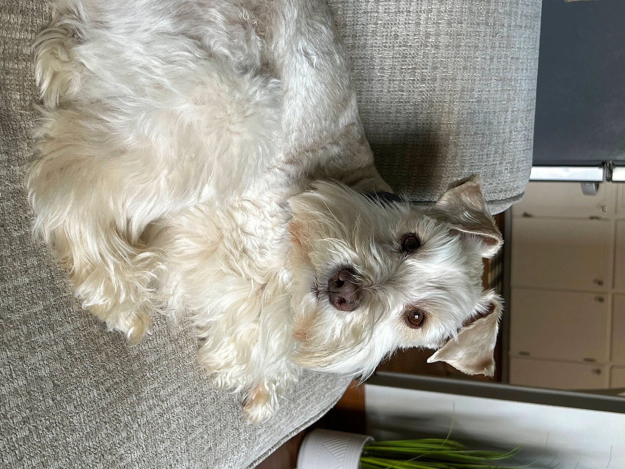 Tanner joined the competition — help win amazing prizes! canidae, carnivore, companion_dog, dog, dog_breed, dog_supply, fawn, felidae, fur, schnauzer, small_terrier, snout, sporting_group, stuffed_toy, terrier, toy, toy_dog, whiskers, working_animal, yorkshire_terrier