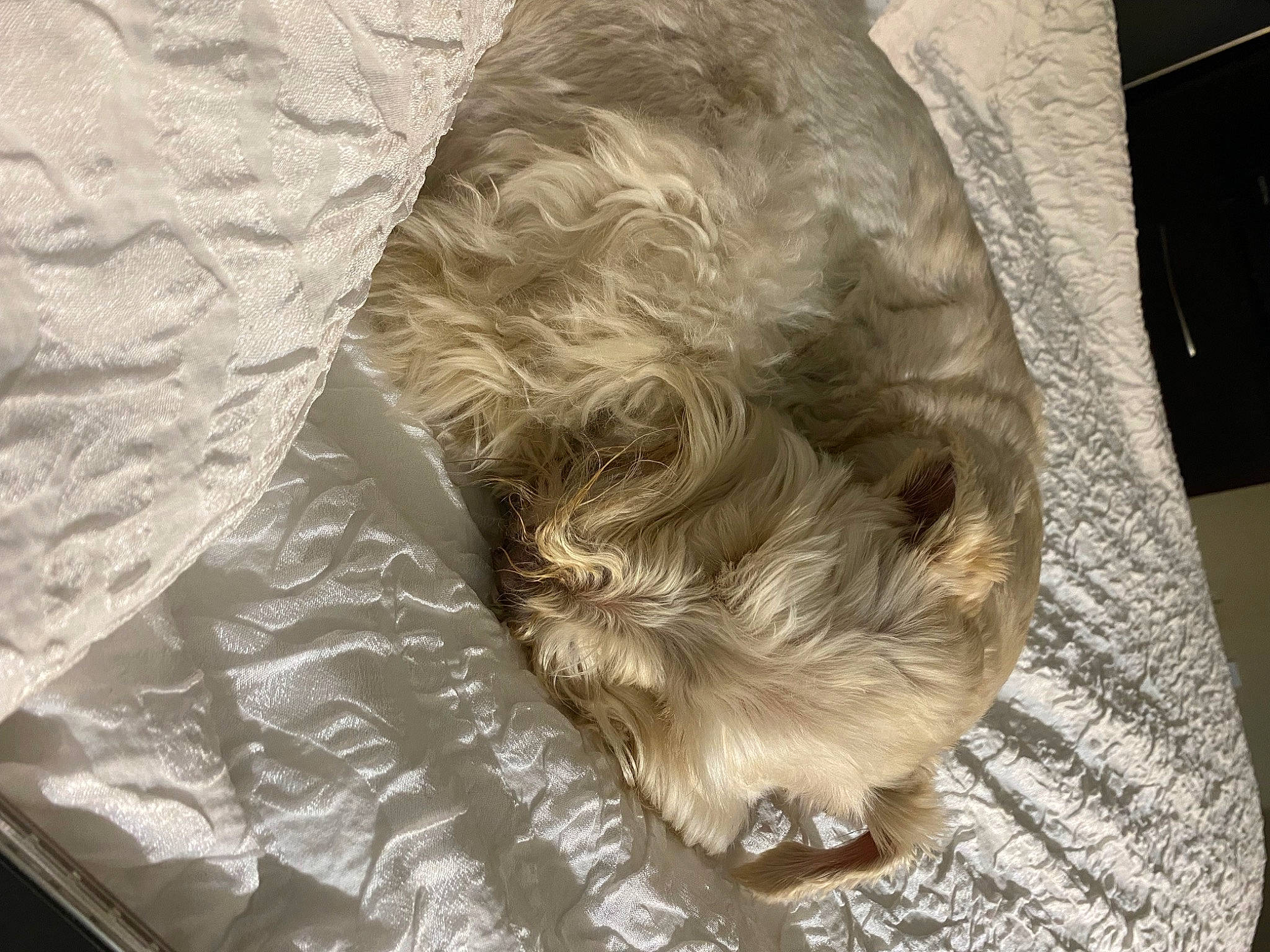 Tanner joined the competition — help win amazing prizes! bed, bed_sheet, bedding, bedroom, carnivore, comfort, companion_dog, dog, dog_breed, duvet, fur, hair, linens, liver, nap, sleeve, sporting_group, whiskers, wood, working_animal