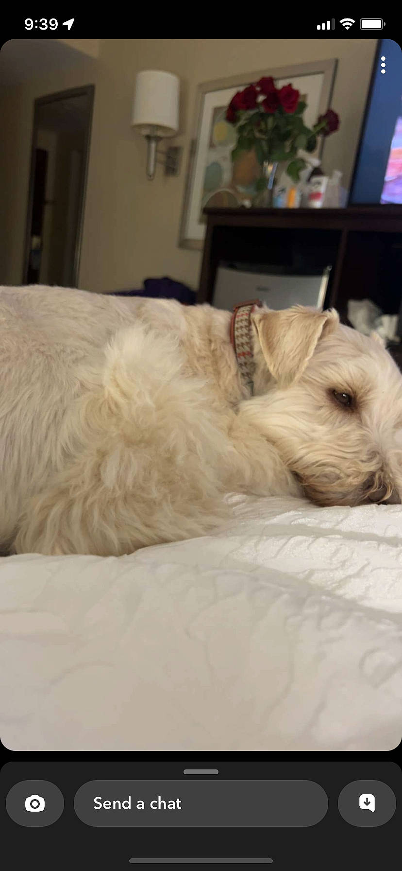 Tanner joined the competition — help win amazing prizes! canidae, carnivore, comfort, companion_dog, dog, dog_breed, duvet, fawn, flooring, fur, hardwood, linens, picture_frame, small_terrier, snout, sporting_group, terrier, toy_dog, wood, working_animal