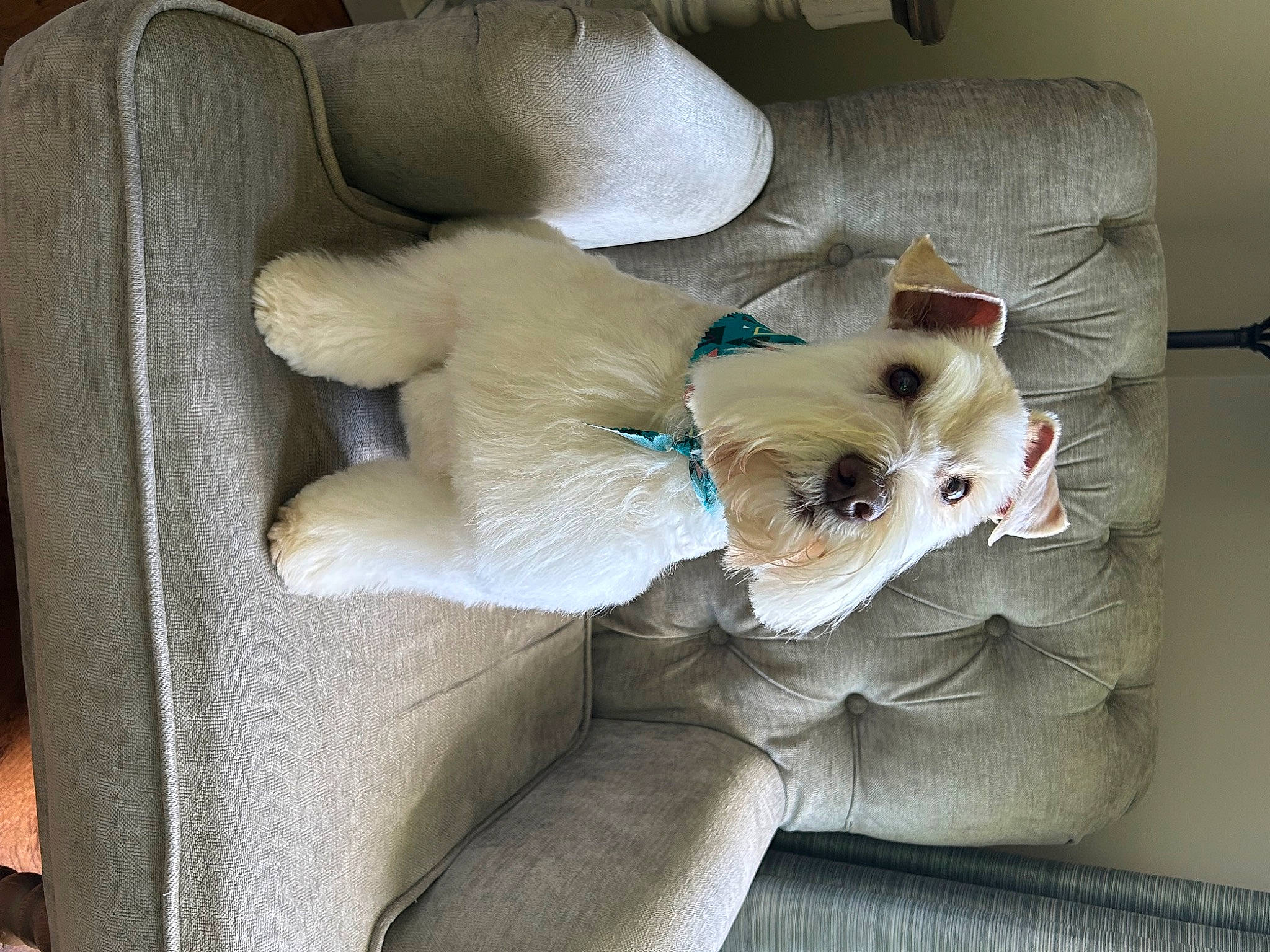 Tanner joined the competition — help win amazing prizes! canidae, carnivore, comfort, companion_dog, couch, dog, dog_breed, dog_supply, fawn, felidae, fur, linens, nap, non_sporting_group, small_to_medium_sized_cats, sporting_group, tail, toy_dog, volpino_italiano, whiskers