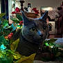 bell, big_eyes, cat, christmas_decor, close_up, collar, cozy, decorations, festive_lights, furniture, gray_cat, green_leaves, holiday, holly, indoor, living_room, pet, portrait, whiskers, wreath