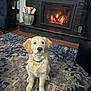 animal, architecture, building, canine, couch, dog, fire, fireplace, furniture, goldenretriever, hearth, homedecor, indoors, interiordesign, labradorretriever, livingroom, pet, puppy, room, rug