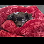 King is registered to the contest to win money with this photo: puppy, dog, blanket, red, cute, pet, cozy, fur, animal, snuggled, soft, sleepy, small, indoors, comfort, face, ears, black_fur, resting, eyes
