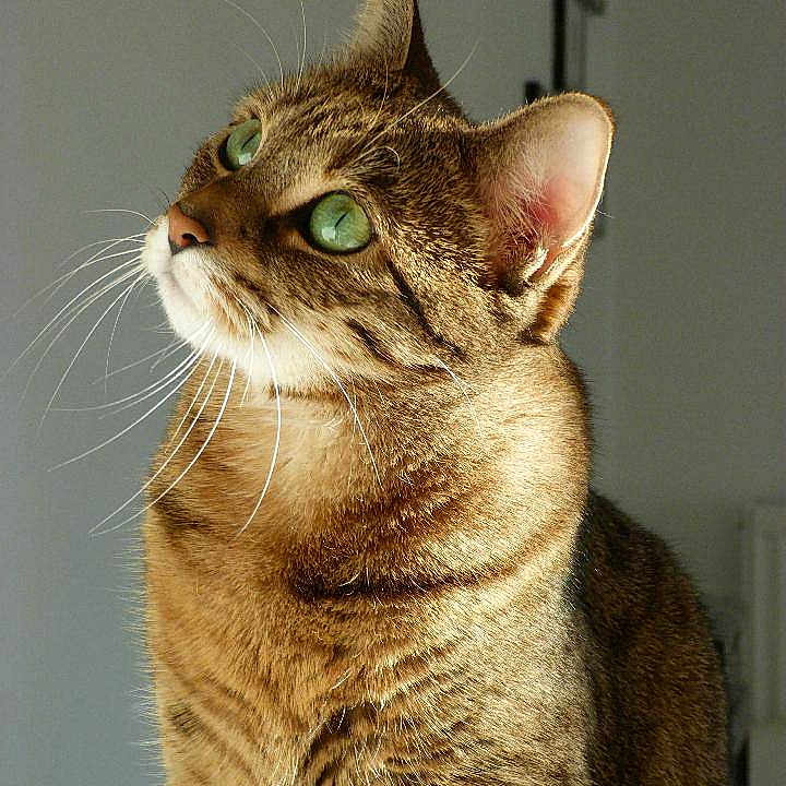 Max