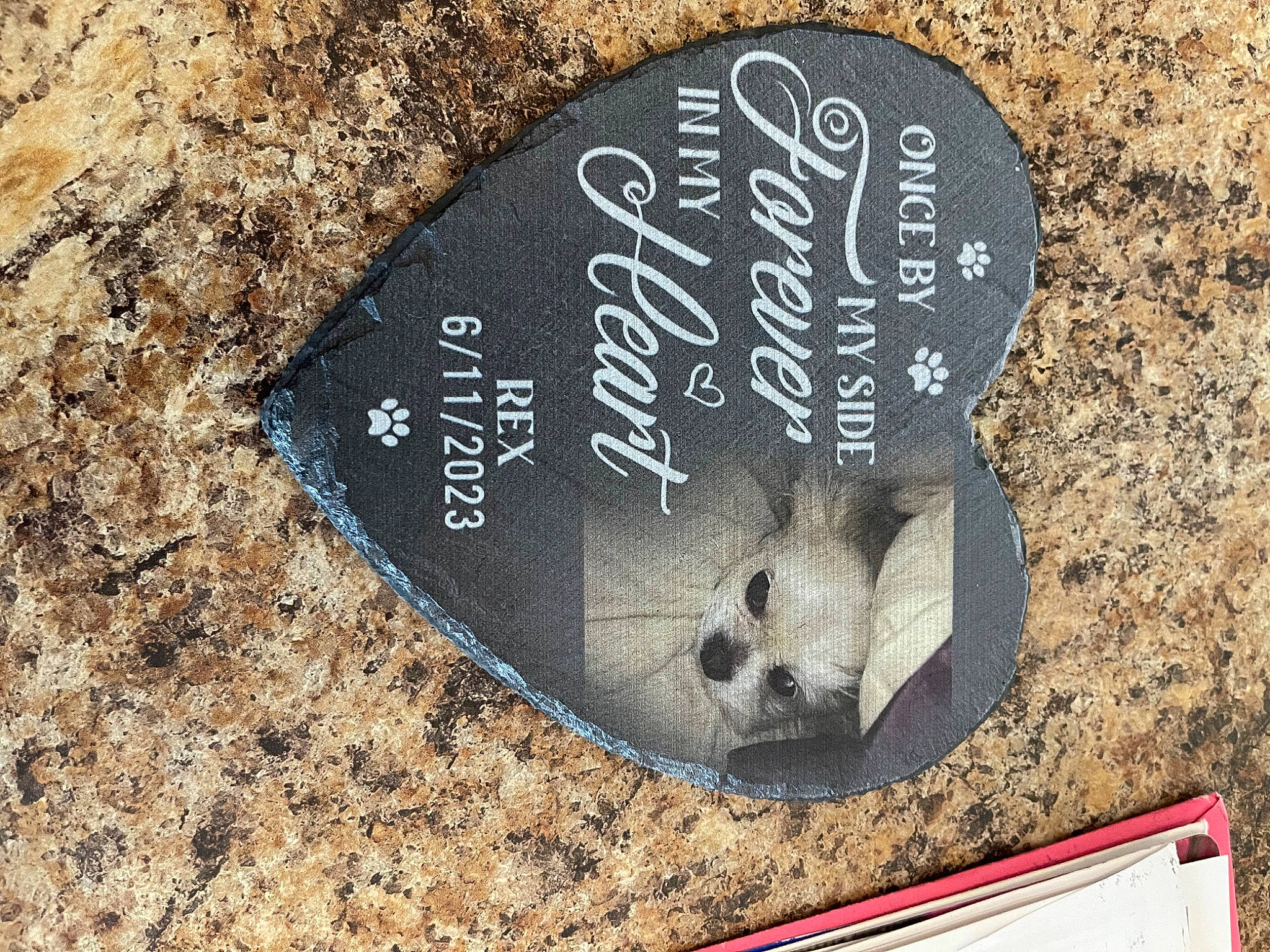 Rex is registered to the contest to win money with this photo: art, circle, concrete, drum, font, handwriting, idiophone, musical_instrument, musical_instrument_accessory, number, rock, soil, tree