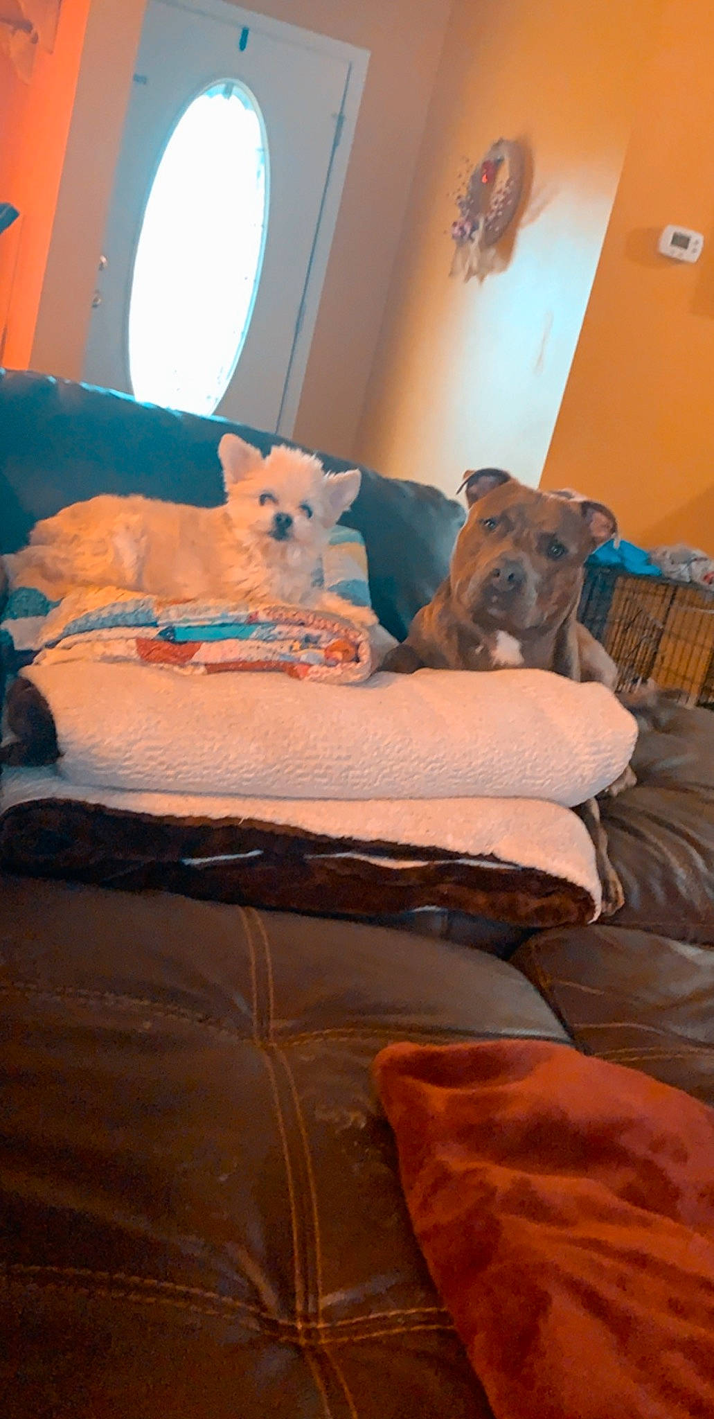 Rex is registered to the contest to win money with this photo: blue, brown, canidae, carnivore, comfort, companion_dog, couch, dog, dog_breed, fawn, felidae, floor, flooring, hardwood, interior_design, linens, pillow, sporting_group, window, wood