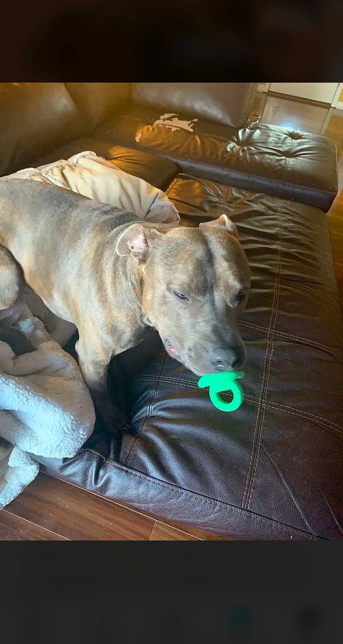 Ace is registered to the contest to win money with this photo: canidae, carnivore, comfort, companion_dog, dog, dog_breed, fawn, hardwood, magyar_agar, non_sporting_group, polish_greyhound, rampur_greyhound, sighthound, snout, sporting_group, terrestrial_animal, wood, working_animal