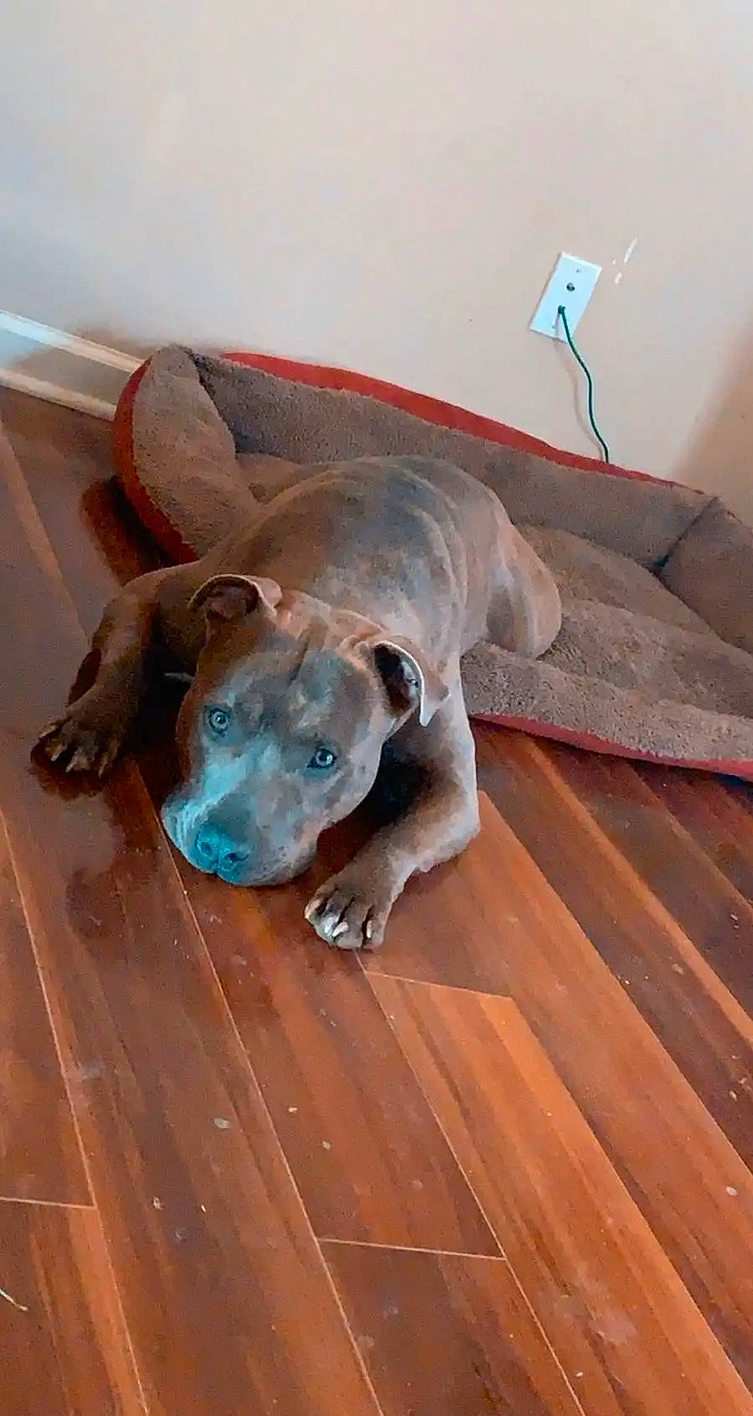 Ace is registered to the contest to win money with this photo: canidae, carnivore, companion_dog, dog, dog_breed, fawn, floor, flooring, hardwood, laminate_flooring, snout, sporting_group, tail, terrestrial_animal, toy, varnish, wood, wood_flooring, wood_stain, working_animal