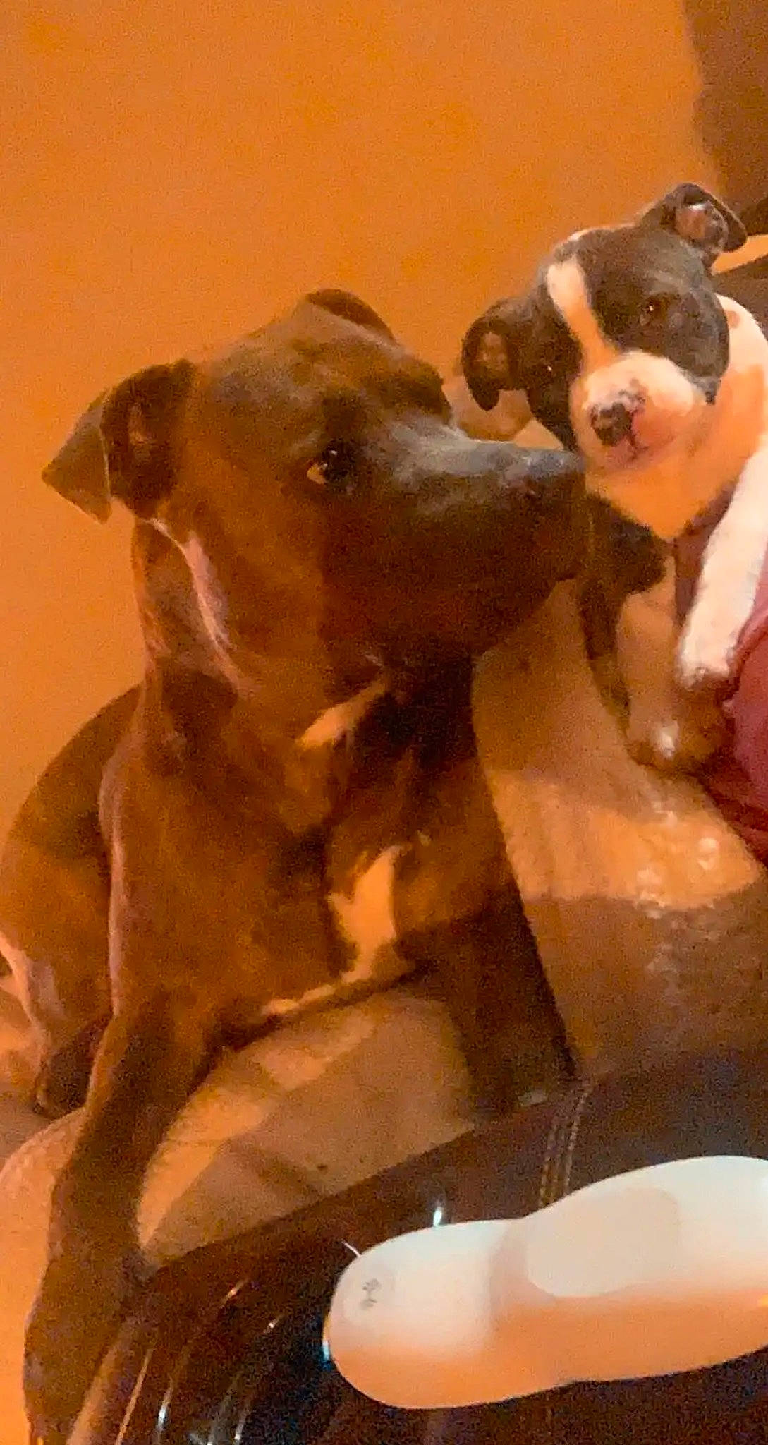 Ace is registered to the contest to win money with this photo: ancient_dog_breeds, art, canidae, carnivore, companion_dog, dog, dog_breed, ear, fawn, fur, jaw, liver, non_sporting_group, snout, sporting_group, terrestrial_animal, toy, whiskers, working_animal, working_dog