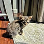 Oliver joined the competition — help win amazing prizes! kitten, cat, indoor, sunlight, carpet, floor, curtain, wood_floor, small_animal, pet, feline, fur, cute, young, animal, domestic, sitting, curious, shadow, warm_light