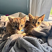 Oliver joined the competition — help win amazing prizes! kitten, cat, tabby, animal, pet, feline, collar, blue_collar, blanket, gray_blanket, sunlight, indoor, cozy, cute, snuggling, pair, young, fur, whiskers, ears
