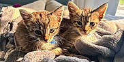 Oliver joined the competition — help win amazing prizes! kitten, cat, tabby, animal, pet, feline, collar, blue_collar, blanket, gray_blanket, sunlight, indoor, cozy, cute, snuggling, pair, young, fur, whiskers, ears