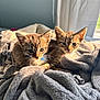 kitten, cat, tabby, animal, pet, feline, collar, blue_collar, blanket, gray_blanket, sunlight, indoor, cozy, cute, snuggling, pair, young, fur, whiskers, ears