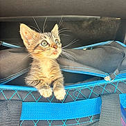 Oliver is registered to the contest to win money with this photo: kitten, cat, pet, animal, bag, zipper, blue, black, fur, whiskers, curious, wide_eyes, small, young, indoor, close_up, cute, texture, fabric, light